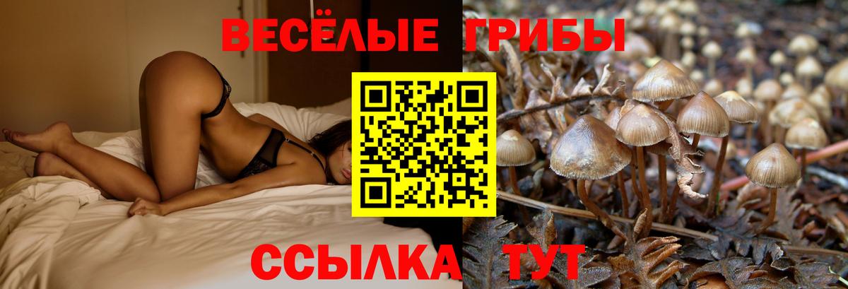 Галлюциногенные грибы Cubensis  Вход с VPN  цены   Кулебаки 